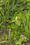 Yellow Trillium, Trillium luteum