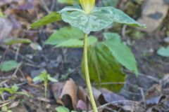 Yellow Trillium, Trillium luteum Yellow Trillium, Trillium luteum