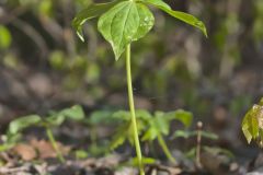 Yellow Trillium, Trillium luteum Yellow Trillium, Trillium luteum