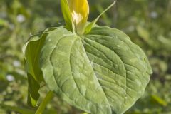 Yellow Trillium, Trillium luteum