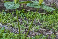 Yellow Trillium, Trillium luteum Yellow Trillium, Trillium luteum