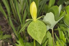 Yellow Trillium, Trillium luteum Yellow Trillium, Trillium luteum