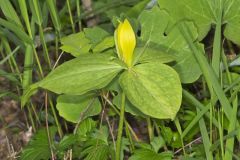 Yellow Trillium, Trillium luteum Yellow Trillium, Trillium luteum