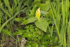 Yellow Trillium, Trillium luteum