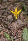 Yellow Trout- Lily, Erythronium americanum