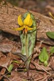 Yellow Trout- Lily, Erythronium americanum