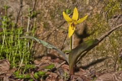 Yellow Trout- Lily, Erythronium americanum