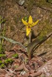 Yellow Trout- Lily, Erythronium americanum