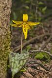 Yellow Trout- Lily, Erythronium americanum