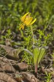 Yellow Trout- Lily, Erythronium americanum