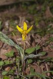 Yellow Trout- Lily, Erythronium americanum
