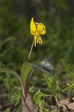 Yellow Trout- Lily, Erythronium americanum