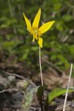 Yellow Trout- Lily, Erythronium americanum