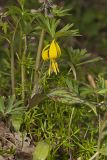 Yellow Trout- Lily, Erythronium americanum