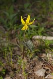 Yellow Trout- Lily, Erythronium americanum