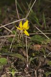 Yellow Trout- Lily, Erythronium americanum