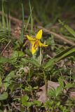 Yellow Trout- Lily, Erythronium americanum