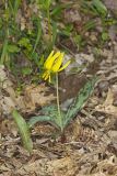Yellow Trout- Lily, Erythronium americanum