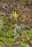 Yellow Trout- Lily, Erythronium americanum