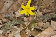 Yellow Trout- Lily