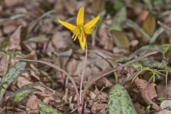 Yellow Trout- Lily, Erythronium americanum Yellow Trout- Lily, Erythronium americanum