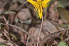 Yellow Trout- Lily, Erythronium americanum Yellow Trout- Lily, Erythronium americanum
