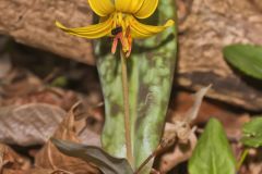 Yellow Trout- Lily, Erythronium americanum Yellow Trout- Lily, Erythronium americanum