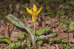 Yellow Trout- Lily, Erythronium americanum Yellow Trout- Lily, Erythronium americanum