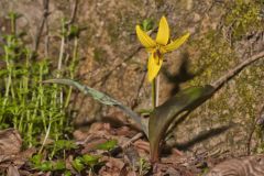 Yellow Trout- Lily, Erythronium americanum