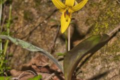 Yellow Trout- Lily, Erythronium americanum Yellow Trout- Lily, Erythronium americanum