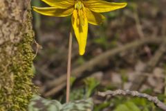 Yellow Trout- Lily, Erythronium americanum Yellow Trout- Lily, Erythronium americanum