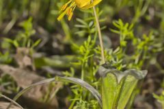 Yellow Trout- Lily, Erythronium americanum