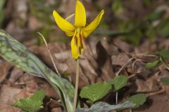 Yellow Trout- Lily, Erythronium americanum Yellow Trout- Lily, Erythronium americanum