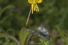 Yellow Trout- Lily, Erythronium americanum Yellow Trout- Lily, Erythronium americanum