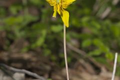 Yellow Trout- Lily, Erythronium americanum Yellow Trout- Lily, Erythronium americanum