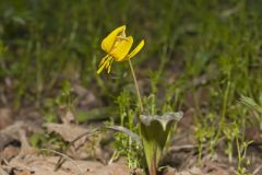 Yellow Trout- Lily, Erythronium americanum Yellow Trout- Lily, Erythronium americanum