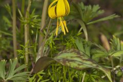 Yellow Trout- Lily, Erythronium americanum Yellow Trout- Lily, Erythronium americanum