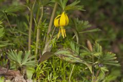 Yellow Trout- Lily, Erythronium americanum Yellow Trout- Lily, Erythronium americanum