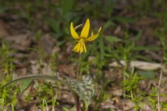 Yellow Trout- Lily, Erythronium americanum Yellow Trout- Lily, Erythronium americanum