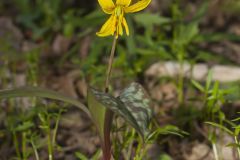 Yellow Trout- Lily, Erythronium americanum Yellow Trout- Lily, Erythronium americanum