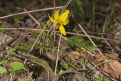 Yellow Trout- Lily, Erythronium americanum Yellow Trout- Lily, Erythronium americanum