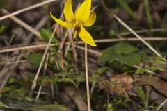 Yellow Trout- Lily, Erythronium americanum Yellow Trout- Lily, Erythronium americanum
