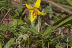 Yellow Trout- Lily, Erythronium americanum Yellow Trout- Lily, Erythronium americanum