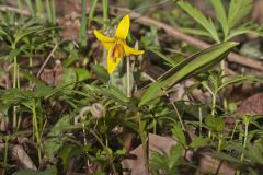 Yellow Trout- Lily, Erythronium americanum