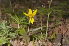 Yellow Trout- Lily, Erythronium americanum Yellow Trout- Lily, Erythronium americanum