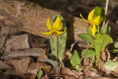 Yellow Trout- Lily, Erythronium americanum Yellow Trout- Lily, Erythronium americanum