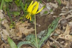 Yellow Trout- Lily, Erythronium americanum Yellow Trout- Lily, Erythronium americanum