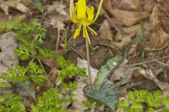 Yellow Trout- Lily, Erythronium americanum Yellow Trout- Lily, Erythronium americanum