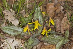 Yellow Trout- Lily, Erythronium americanum Yellow Trout- Lily, Erythronium americanum