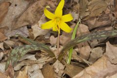 Yellow Trout- Lily, Erythronium americanum Yellow Trout- Lily, Erythronium americanum